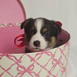 Coconut (Lady) - Black and tan female Pembroke Welsh Corgi puppy in Deming, New Mexico from Dragon Ridge Corgis