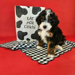 Biscuits - Tri-color female Bernedoodle puppy in Mckinney, Texas from M2 Bernedoodles