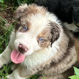 Woodrow - Red merle male Australian Shepherd puppy in Fort Myers, Florida from U Cross Australian Shepherds