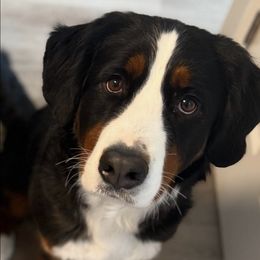 Bernedoodles, Bernese Mountain Dogs, Goldendoodles, and Golden Retrievers from Goldens and Doods of TN