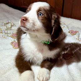 Green collar - Red tri male Miniature Australian Shepherd puppy in 32046, Florida from River Hill Ranch