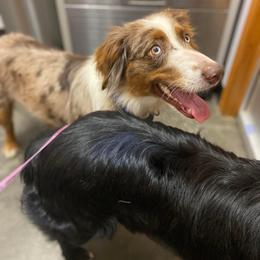 Miniature Australian Shepherd All Grown Up from Jones Mini Aussies