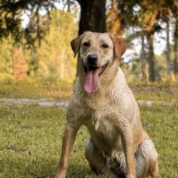 Labrador Retrievers from Hollow Hills Kennels