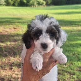 Raindrop - Parti male Poodle puppy in Wanette, Oklahoma from Barker's Curly Bears