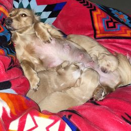 Dachshund Puppies from Saginaw Dachshunds