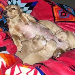 Dachshund Puppies from Saginaw Dachshunds