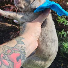 Dark blue collar - Merle male Great Dane puppy in Warren, Ohio from Loyal-Loves Great Danes