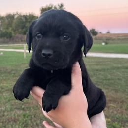 Ridge - Black male Labrador Retriever puppy in Garnett, Kansas from Timberland Creek Labradors