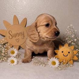 Sunny - Cream male Dachshund puppy in Kingman, Arizona from Diddle Bros Dachshunds