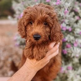 Goldendoodle Puppies from The Doodle Spot