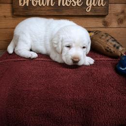 Girl 1 - Yellow female Labrador Retriever puppy in Coulterville, Illinois from Windbush Retrievers