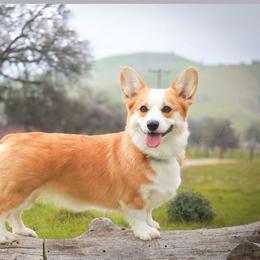 Mabel - Pembroke Welsh Corgi