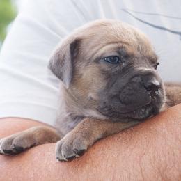 Formi Girl - Fawn female Cane Corso puppy in Emmett, Idaho from NorthWood’s Cane Corso