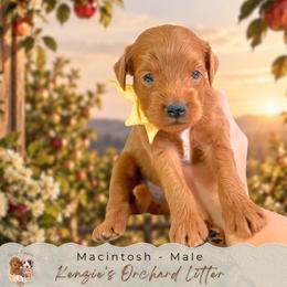 Macintosh - Red  male Goldendoodle puppy in Norcross, Georgia from Teddy Puppies