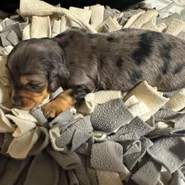 Hermione - Dapple female Dachshund puppy in San Antonio, Texas from Chocolate Pet Connection