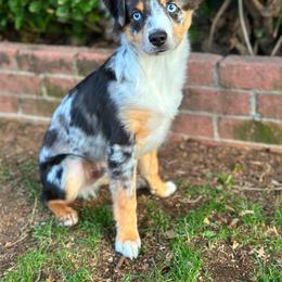 Miniature Australian Shepherd All Grown Up from Furrever.Mini.Aussies.llc