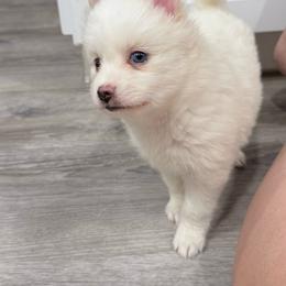 July - White female Pomsky puppy in Casa Grande, Arizona from Arizonas Pomsky Squad