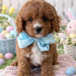 Gavin - Red male Cavapoo puppy in Ormond Beach, Florida from Florida Coast Doodles