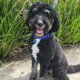Yumi - Bernedoodle