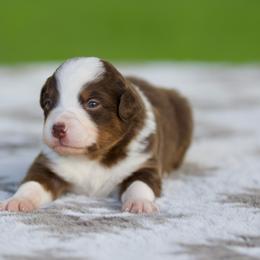 Bluegrass - Red tri-color male Miniature American Shepherd puppy in Stephenville, Texas from Diamond H Aussies