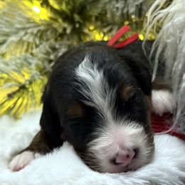 Cranberry Sauce - Tri-color female Bernese Mountain Dog puppy in Gardner, Kansas from Faith and Family Farm