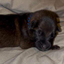 Crouton - Sable male German Shepherd puppy in Youngsville, North Carolina from Di casa Esperanza