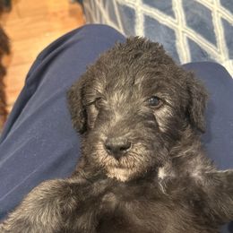 Bedlington Terrier Puppies from Barbos Heart
