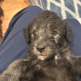 Bedlington Terrier Puppies from Barbos Heart