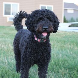 Aneko - Australian Labradoodle