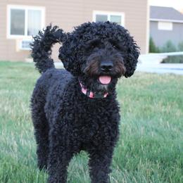 Aneko - Australian Labradoodle