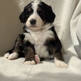 Beth - Black and white female Bernedoodle puppy in Thomasville, North Carolina from Beitzel Babies