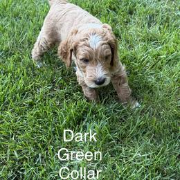 Dark Green Collar - Cream male Goldendoodle puppy in Landis, North Carolina from Shelbys Doodle Farm