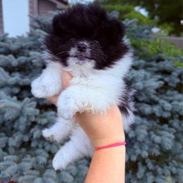 Leo - Black parti male Pomeranian puppy in Waterloo, Indiana from Garcias Pomeranian