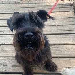 Qi'ra - Miniature Schnauzer