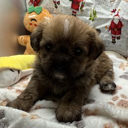 Oakley - Red male Shihpoo puppy in Colonial Beach, Virginia from BeachRidge Pups