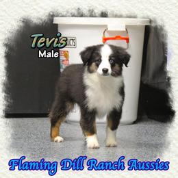 Tevis - Black tri male Toy Australian Shepherd puppy in Forestburg, Texas from Flaming Dill Ranch Aussies