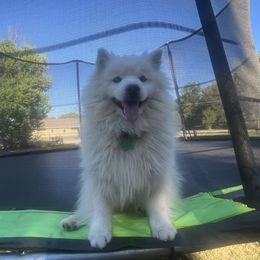Fritz - American Eskimo Dog