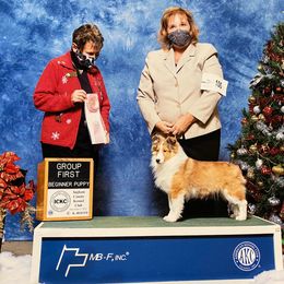 Shetland Sheepdog Puppies from NorthAcre Shelties