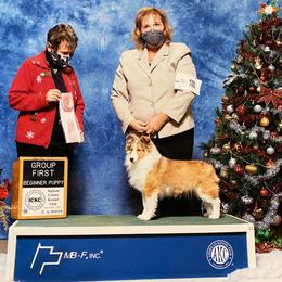 Shetland Sheepdog Puppies from NorthAcre Shelties
