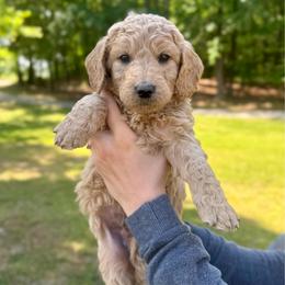 Drift - Apricot male Goldendoodle puppy in Kenansville, North Carolina from J+A Family Doodles
