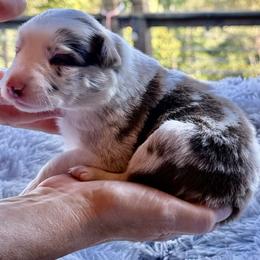 Buttercup - Red merle female Border Collie puppy in East Ellijay, Georgia from Nine Peaks Border Collies
