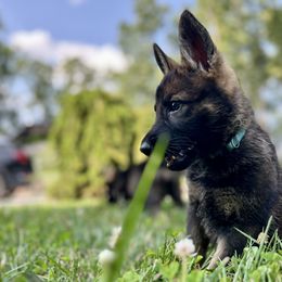 Girl 6 - Sable German Shepherd puppy in Princeton, West Virginia from Bright Haus German Shepherds