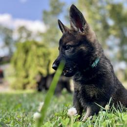 Girl 6 - Sable German Shepherd puppy in Princeton, West Virginia from Bright Haus German Shepherds