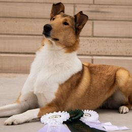 Collies from Encore Collies
