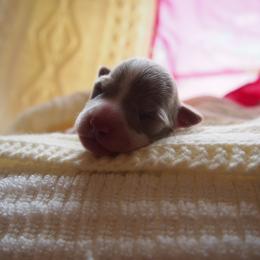 Amelia - Fawn and white female Teddy Roosevelt Terrier puppy in Carpenter, Wyoming from Wabbitfire Teddy Roosevelt Terriers