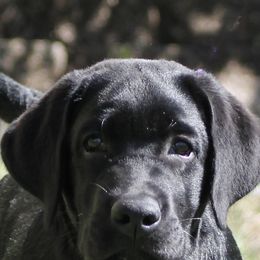 Labrador Retrievers from Debkens Labradors