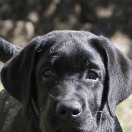 Labrador Retrievers from Debkens Labradors
