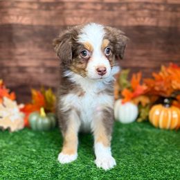 Puppy 3 Female - Red tri-color female Australian Shepherd puppy in Crystal River, Florida from Copper Top Aussies