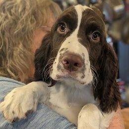 Boy 1 - Liver and white male English Springer Spaniel puppy in Pottsville, Pennsylvania from Shogun Spaniels