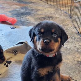 Rottweiler Puppies from Mack Daddy Rottweilers